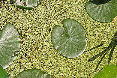 《光环》新作疑似开发中 前Bungie十年老将领衔制作