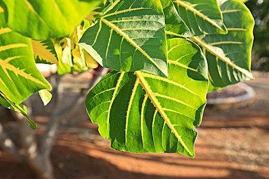 《奇唤士》11条事实预告 3月4日发售