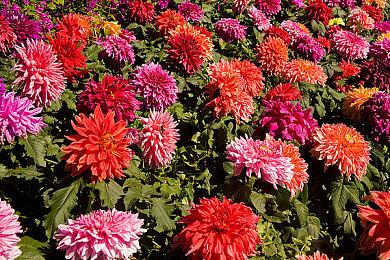 《宝可梦：朱＆紫》1.2版本更新预告 2月下旬实装